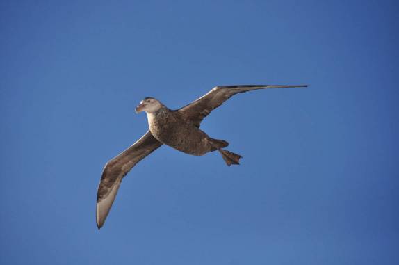 Um Southern Giant Petrel (Petrel Gigante) voa sobre o Sea Spirit um dia antes de chegarmos às Ilhas Malvinas